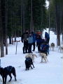 Huskys