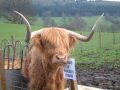 Hamish