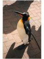 Penguin at Zoo