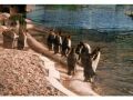 Penguin at Zoo