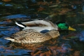 Ducks in Park