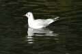 Sea Gull