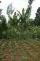 Village Plantation