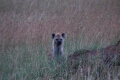 Spotted Hyena