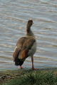 Egyptian Goose