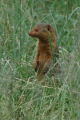 Mongoose