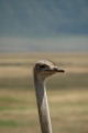Ostrich