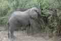 Elephant Feeding