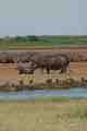 Hippo