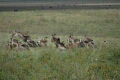 White-Backed Vultures