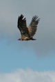 White-Backed Vulture