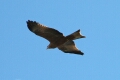 Black Kite