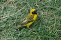 Lesser Masked Weaver