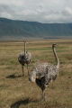Ostrich