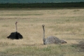 Ostrich