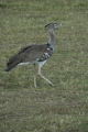 Kori Bustard