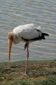 Yellow-Billed Stork