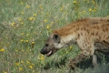 Spotted Hyena