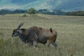 Eland +Ox Peckers