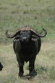 African Buffalo