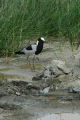 Blacksmith Plover