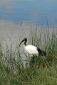 Sacred Ibis