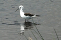 Black-Winged Stilt