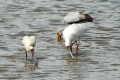 Spoonbill