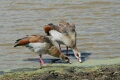 Eygptian Geese