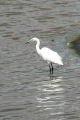 White Egret