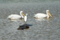 Hippo With Birds