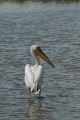 Pelican