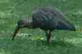 Hadada Ibis