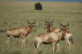 Hartebeest