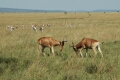 Hartebeest