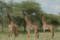 Giraffes