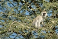 Vervet Monkey