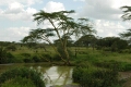 Acacia Tree
