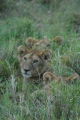Lion Cubs