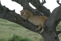 Lion Sleeping