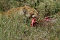 Lion Eating