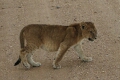 Lion Cub