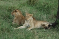 Juvenile Lions