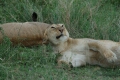 Lions Playing