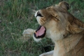 Lion Yawning