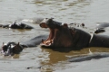 Hippo