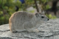 Rock Hyrax