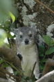 Rock Hyrax