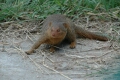 Mongoose