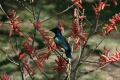 Superb Starling